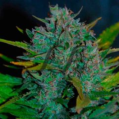 Ultraviolet, Фасовка: 3